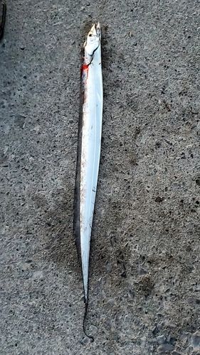 タチウオの釣果