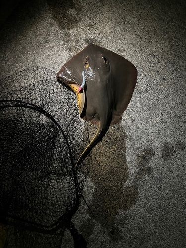 アカエイの釣果