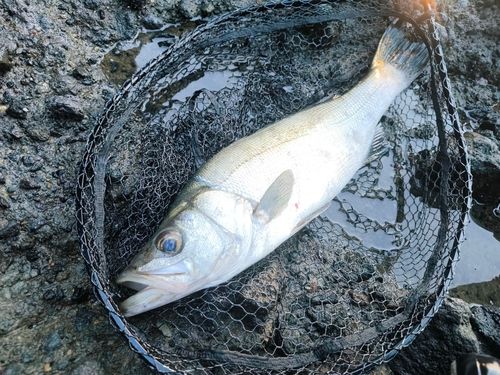 ヒラスズキの釣果
