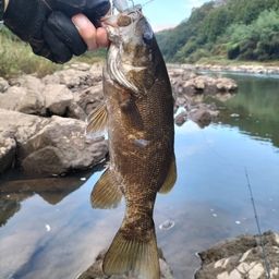 スモールマウスバス