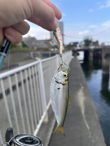 サッパの釣果