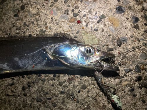 タチウオの釣果