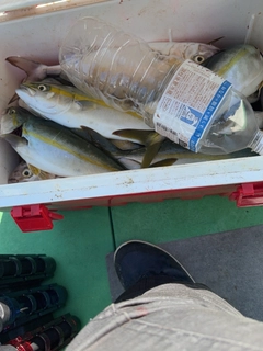 カンパチの釣果