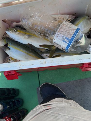 カンパチの釣果