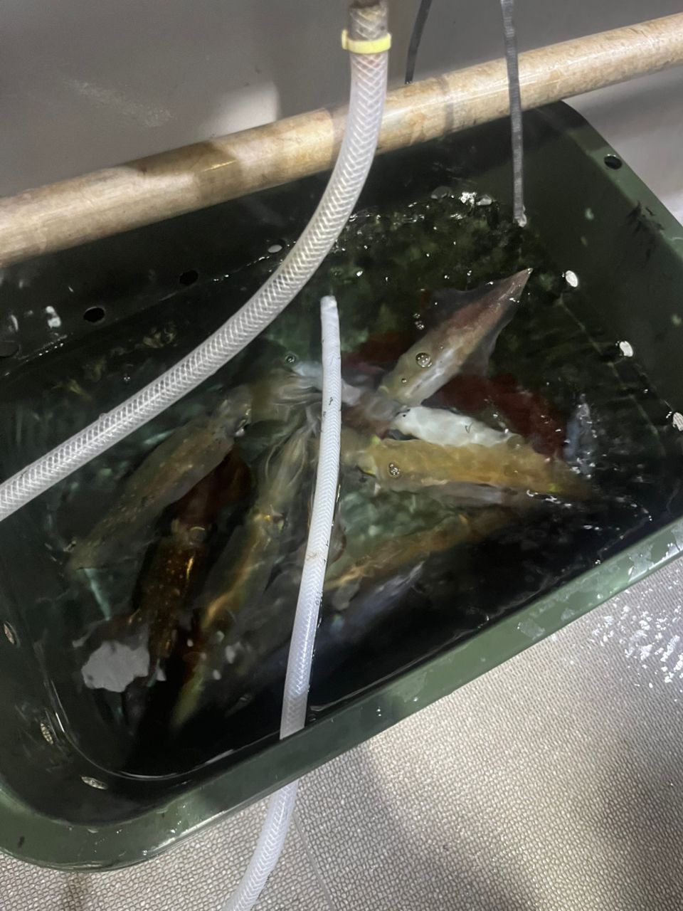 ケンサキイカ