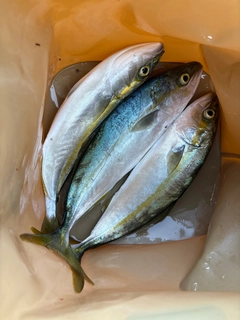 ツバイソの釣果