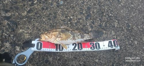 ベッコウゾイの釣果