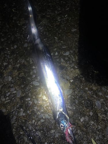タチウオの釣果