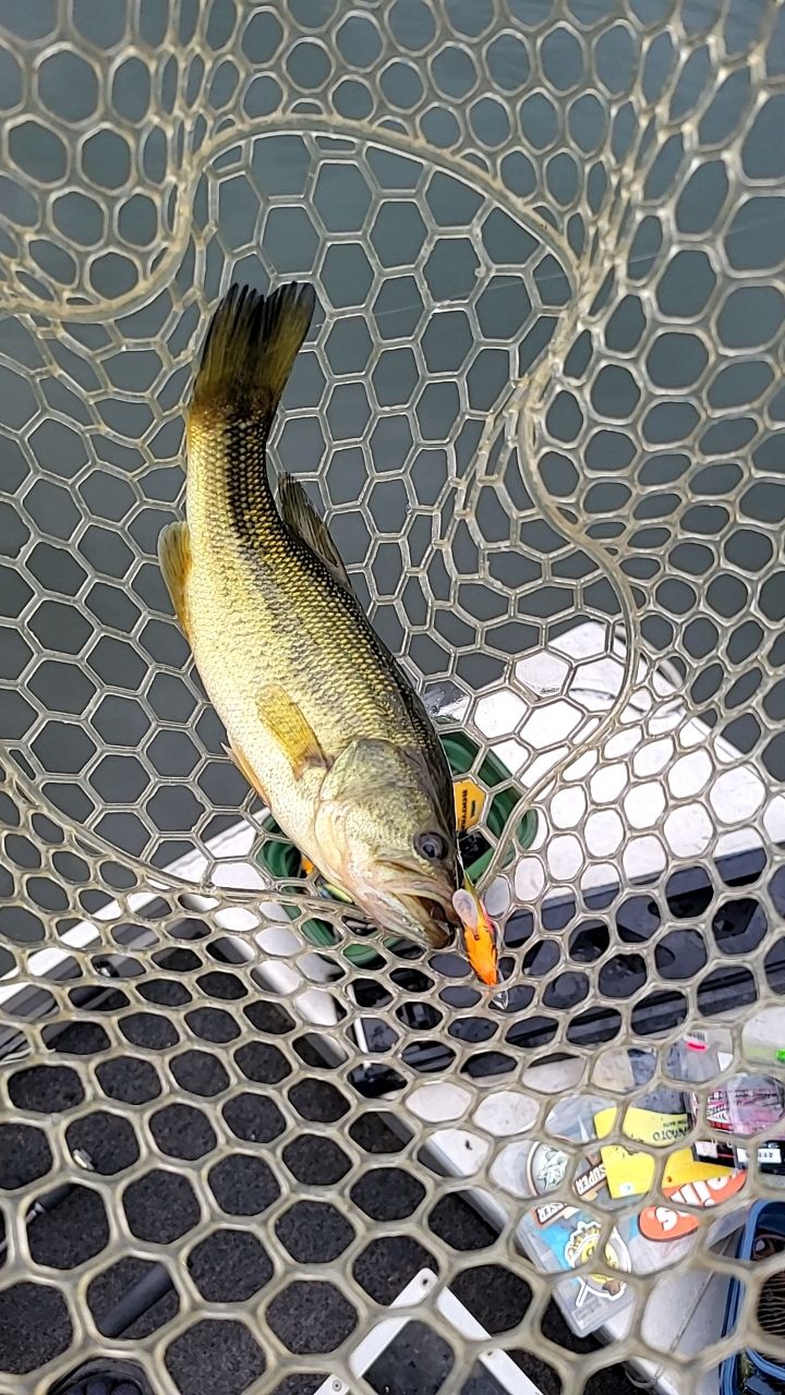 ラージマウスバス