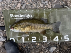 スモールマウスバスの釣果