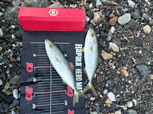 ワカシの釣果