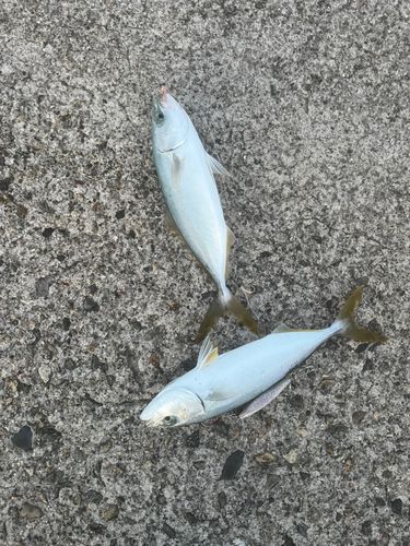 ツバイソの釣果