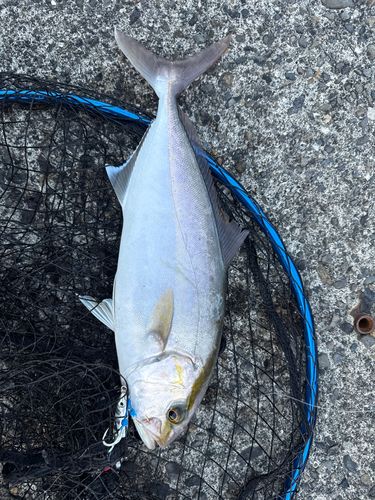 ヒラマサの釣果