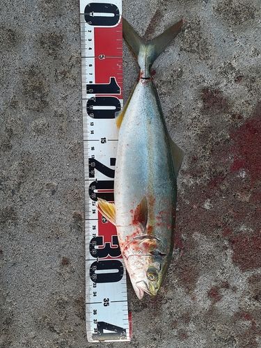 野辺地湾
