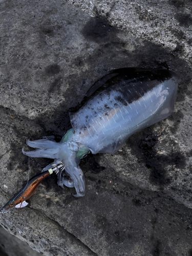 アオリイカの釣果
