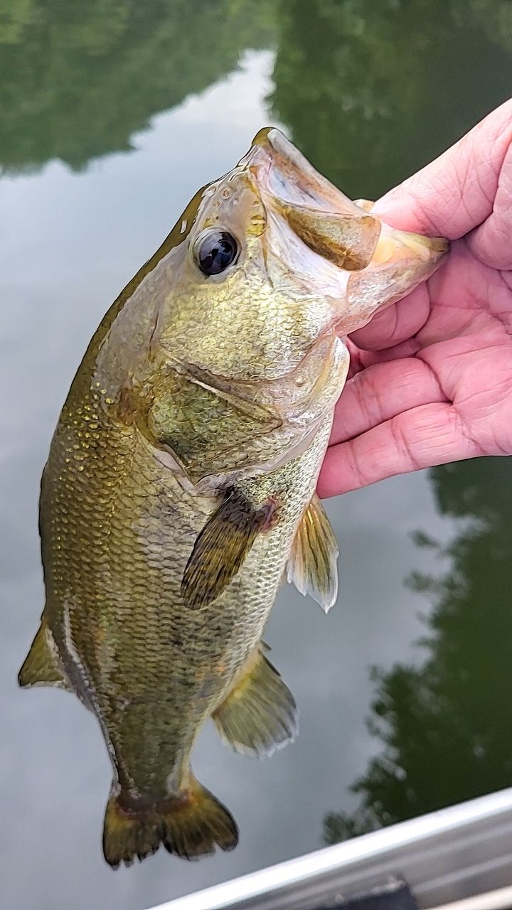 ラージマウスバス