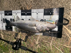 セイゴ（マルスズキ）の釣果