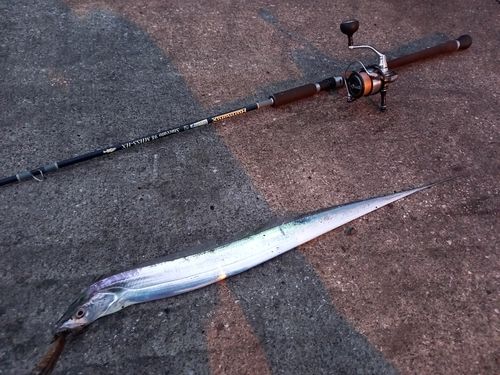 タチウオの釣果