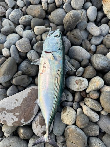 カツオの釣果