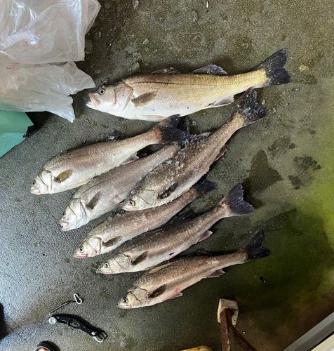 スズキの釣果
