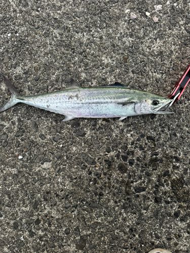 サゴシの釣果