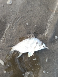 キビレの釣果