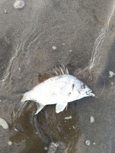 キビレの釣果