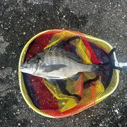 クロダイ