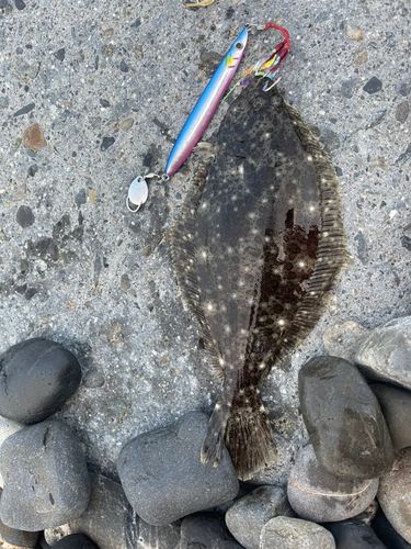 ヒラメの釣果
