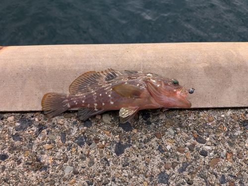 釣果