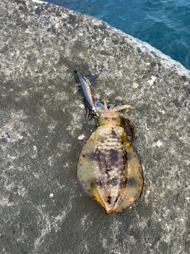 アオリイカの釣果