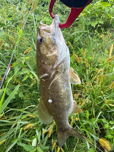 スモールマウスバスの釣果