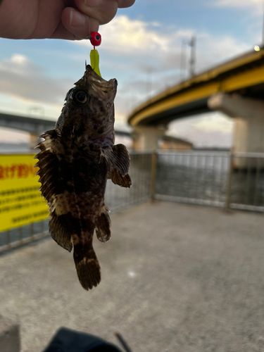 カサゴの釣果