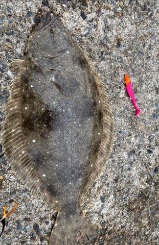 ヒラメの釣果