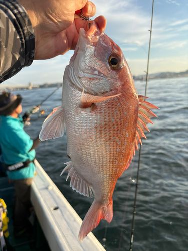 タイの釣果