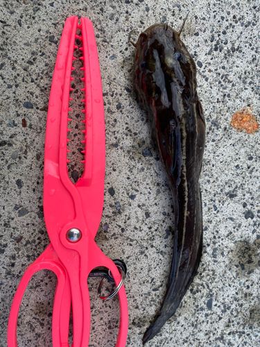ゴンズイの釣果