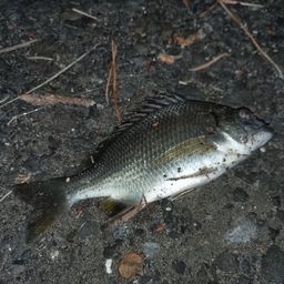 クロダイ