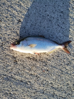 ネリゴの釣果