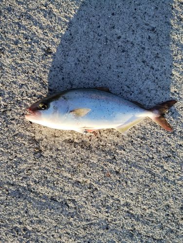 ネリゴの釣果
