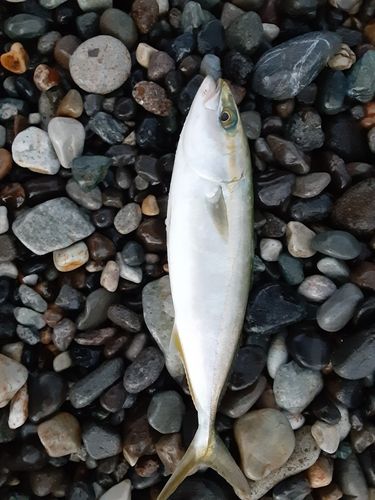 ワカシの釣果