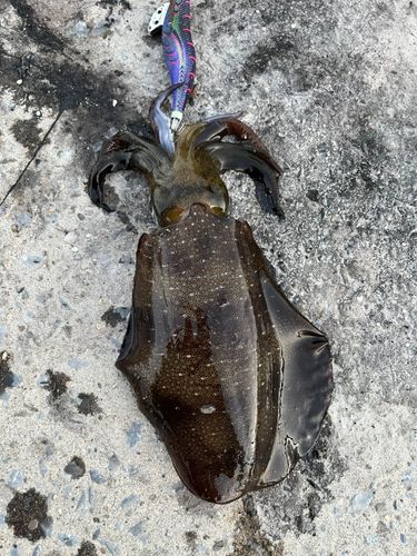 アオリイカの釣果