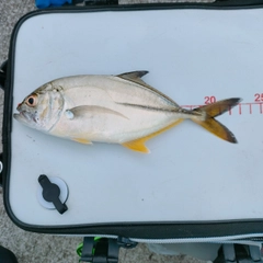 メッキの釣果