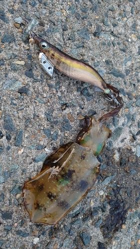 アオリイカの釣果