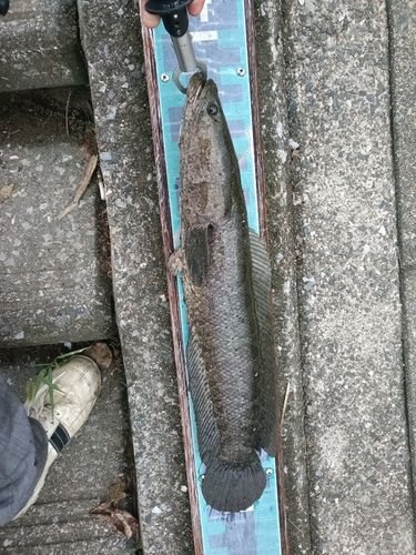 カムルチーの釣果