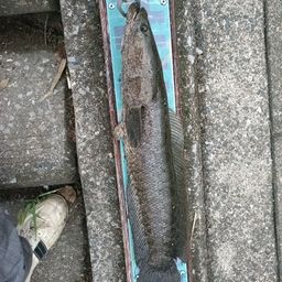 カムルチー