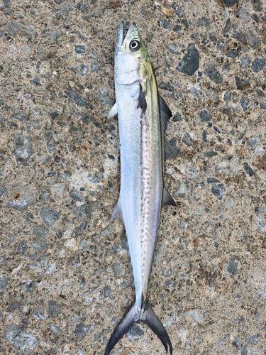 サゴシの釣果
