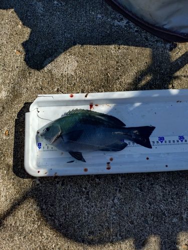 メジナの釣果