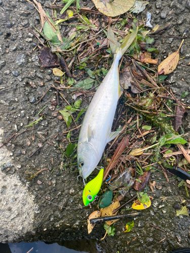 ツバイソの釣果