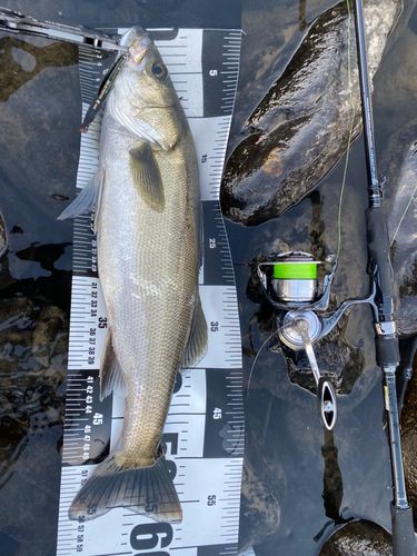 シーバスの釣果