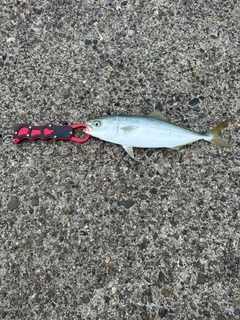 ワカシの釣果
